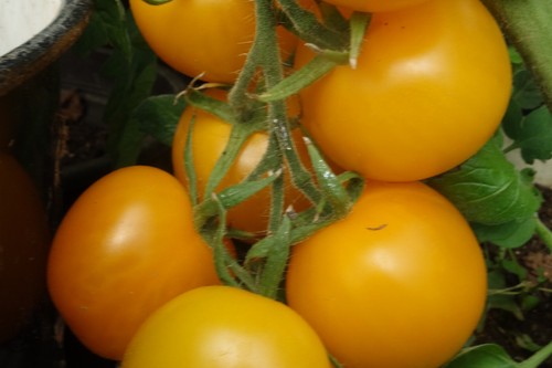 Sehr lecker frühe tomate - sehr,
