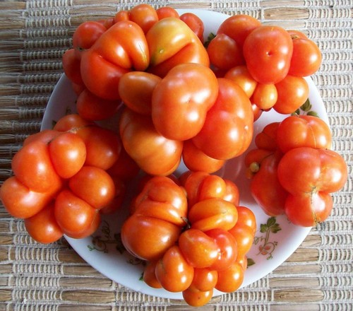 Siebenbürgen tomate - 🔥siebenbürgen,