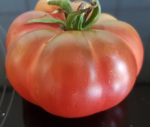 Tomaten samen cherokee - 20,