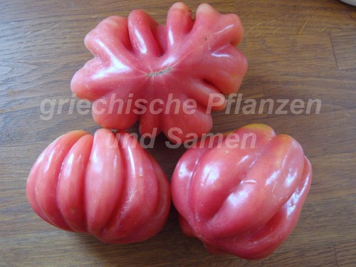 Akkordeon tomate tomaten - tomaten, 10