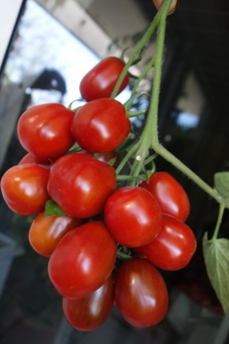 Lecker russische tomate - russische,