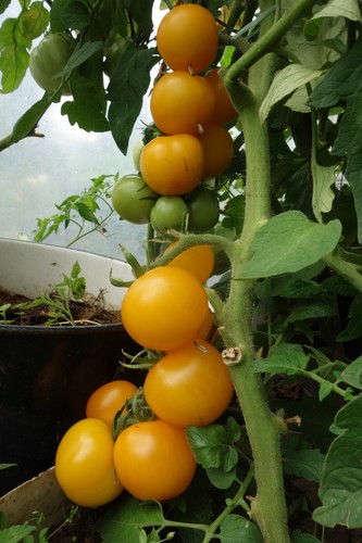 Sehr lecker bio frühe tomate - lecker!,