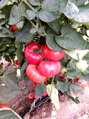 Tomatensamen alte - (8+);,