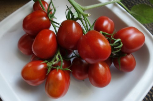 Lecker russische tomate - russische,
