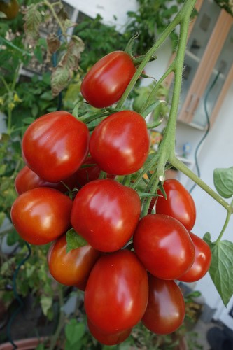 Lecker russische tomate - russische,