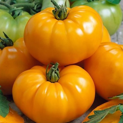 Tomatensamen alte - tomatensamen,