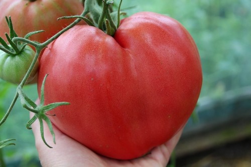 Tomatensame mazarini - 🍅,