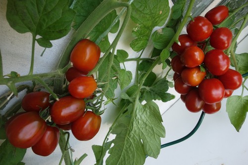 Lecker ertragreih russische - lecker,
