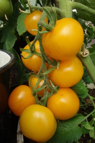 Sehr lecker frühe tomate - frühe,