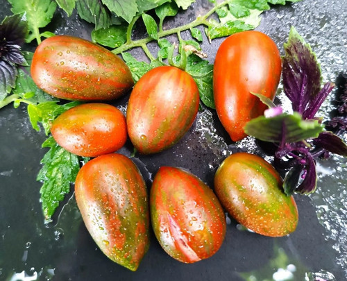Tomatensamen alte - tomatensamen, (8+);